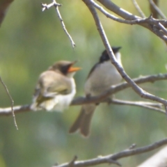 Melithreptus lunatus at Tharwa, ACT - 4 Feb 2019 10:10 AM