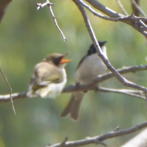 Melithreptus lunatus at Tharwa, ACT - 4 Feb 2019