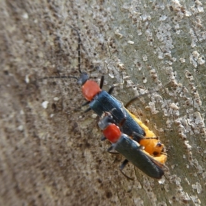 Chauliognathus tricolor at Paddys River, ACT - 4 Feb 2019 10:15 AM