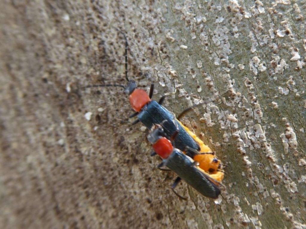 Chauliognathus tricolor at Paddys River, ACT - 4 Feb 2019