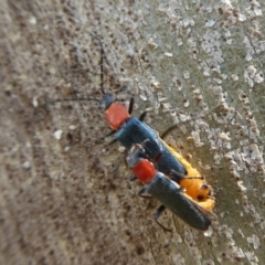 Chauliognathus tricolor (Tricolor soldier beetle) at Paddys River, ACT - 3 Feb 2019 by Christine