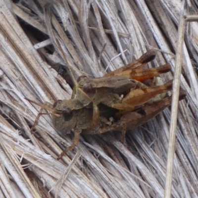 Phaulacridium vittatum (Wingless Grasshopper) at Gibraltar Pines - 3 Feb 2019 by Christine