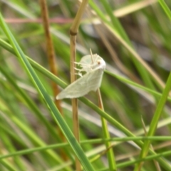 Euloxia meandraria (Two-lined Euloxia) at Paddys River, ACT - 4 Feb 2019 by Christine