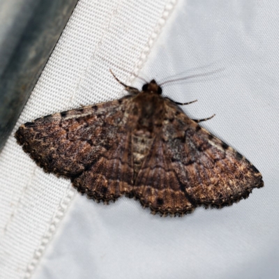Diatenes aglossoides (An Erebid Moth) at O'Connor, ACT - 29 Jan 2019 by ibaird