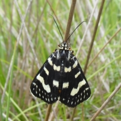 Phalaenoides tristifica (Willow-herb Day-moth) at Paddys River, ACT - 3 Feb 2019 by Christine