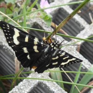 Phalaenoides tristifica at Paddys River, ACT - 4 Feb 2019