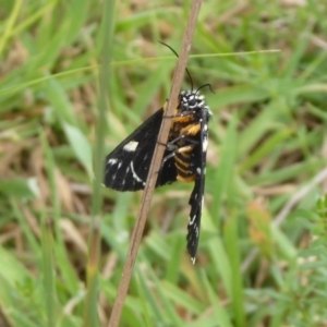 Phalaenoides tristifica at Paddys River, ACT - 4 Feb 2019