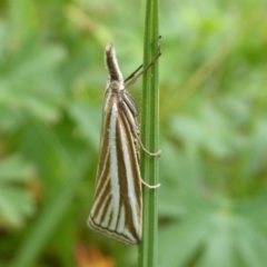 Hednota species near grammellus (Pyralid or snout moth) at Paddys River, ACT - 3 Feb 2019 by Christine