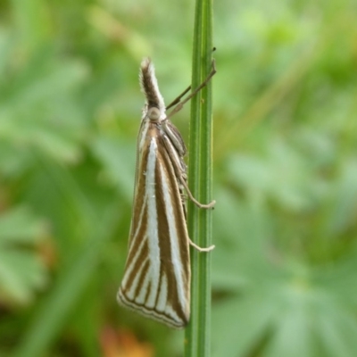 Hednota species near grammellus (Pyralid or snout moth) at Gibraltar Pines - 3 Feb 2019 by Christine