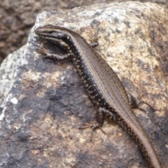 Eulamprus heatwolei (Yellow-bellied Water Skink) at Paddys River, ACT - 4 Feb 2019 by Christine