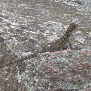 Intellagama lesueurii howittii at Paddys River, ACT - 4 Feb 2019 11:38 AM