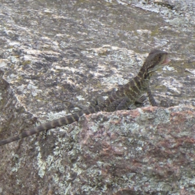 Intellagama lesueurii howittii (Gippsland Water Dragon) at Paddys River, ACT - 4 Feb 2019 by Christine