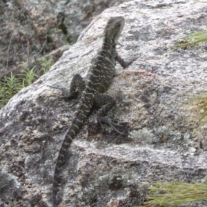 Intellagama lesueurii howittii at Paddys River, ACT - 4 Feb 2019 11:38 AM