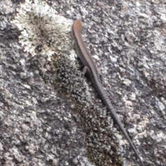 Lampropholis guichenoti (Common Garden Skink) at Paddys River, ACT - 4 Feb 2019 by Christine