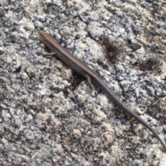 Lampropholis guichenoti at Paddys River, ACT - 4 Feb 2019