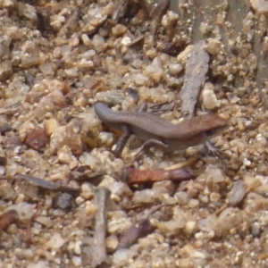 Lampropholis guichenoti at Paddys River, ACT - 4 Feb 2019