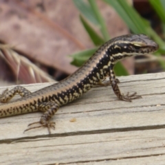 Eulamprus heatwolei (Yellow-bellied Water Skink) at Gibraltar Pines - 4 Feb 2019 by Christine