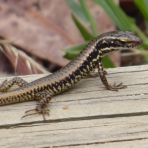 Eulamprus heatwolei at Paddys River, ACT - 4 Feb 2019