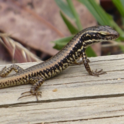 Eulamprus heatwolei (Yellow-bellied Water Skink) at Paddys River, ACT - 4 Feb 2019 by Christine
