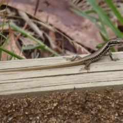 Eulamprus heatwolei at Paddys River, ACT - 4 Feb 2019 12:07 PM