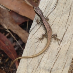 Eulamprus heatwolei at Paddys River, ACT - 4 Feb 2019 12:07 PM