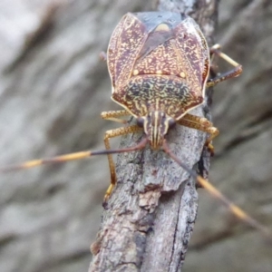 Poecilometis strigatus at Flynn, ACT - 3 Feb 2019 05:48 PM