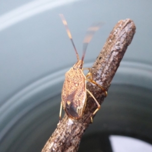 Poecilometis strigatus at Flynn, ACT - 3 Feb 2019 05:48 PM