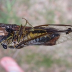 Galanga labeculata (Double-spotted cicada) at Flynn, ACT - 3 Feb 2019 by Christine