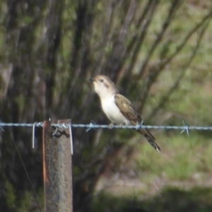 Chrysococcyx basalis at Paddys River, ACT - 4 Feb 2019