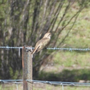 Chrysococcyx basalis at Paddys River, ACT - 4 Feb 2019