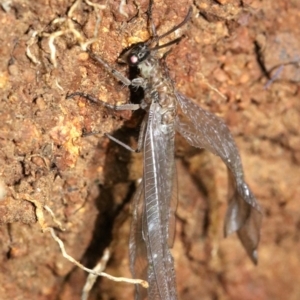 Myrmeleontidae (family) at Ainslie, ACT - 2 Feb 2019