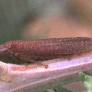 Rhotidoides punctivena at Majura, ACT - 1 Feb 2019