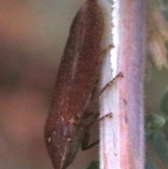 Rhotidoides punctivena at Majura, ACT - 1 Feb 2019 03:23 PM