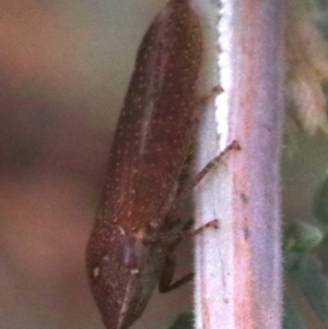 Rhotidoides punctivena at Majura, ACT - 1 Feb 2019 03:23 PM