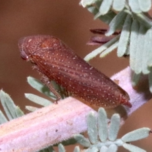 Rhotidoides punctivena at Majura, ACT - 1 Feb 2019