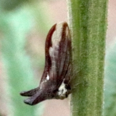 Ceraon vitta (Treehopper) at Majura, ACT - 28 Jan 2019 by jbromilow50