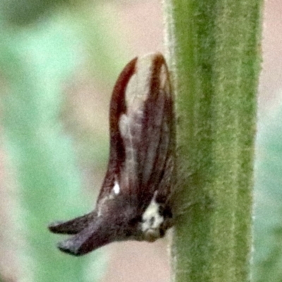 Ceraon vitta (Treehopper) at Majura, ACT - 28 Jan 2019 by jbromilow50