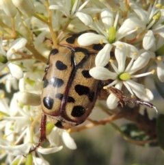 Neorrhina punctata (Spotted flower chafer) at Pollinator-friendly garden Conder - 19 Dec 2018 by michaelb