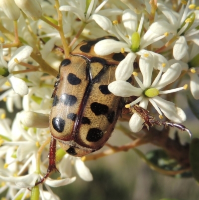 Neorrhina punctata (Spotted flower chafer) at Conder, ACT - 19 Dec 2018 by michaelb