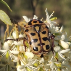 Neorrhina punctata (Spotted flower chafer) at Greenway, ACT - 9 Jan 2019 by michaelb