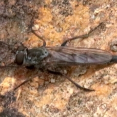 Cerdistus sp. (genus) (Yellow Slender Robber Fly) at Mount Ainslie - 1 Feb 2019 by jb2602