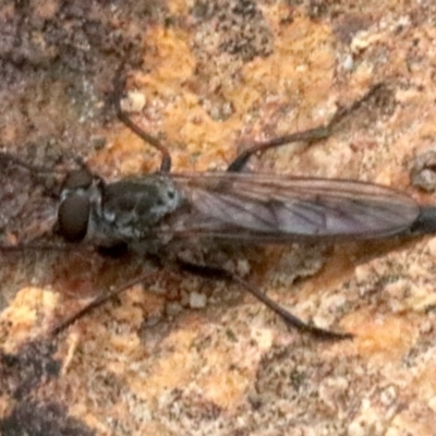 Cerdistus sp. (genus) (Yellow Slender Robber Fly) at Mount Ainslie - 1 Feb 2019 by jb2602