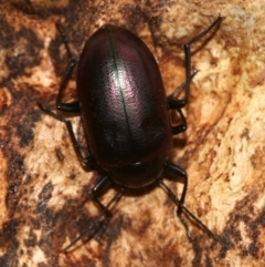 Chalcopteroides columbinus (Rainbow darkling beetle) at Majura, ACT - 1 Feb 2019 by jb2602