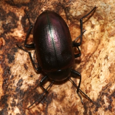 Chalcopteroides columbinus (Rainbow darkling beetle) at Majura, ACT - 1 Feb 2019 by jb2602