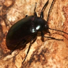 Chalcopteroides columbinus at Majura, ACT - 1 Feb 2019 04:03 PM