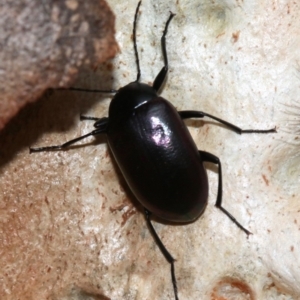 Chalcopteroides columbinus at Majura, ACT - 1 Feb 2019 04:03 PM