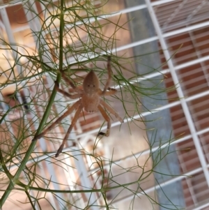 Neosparassus calligaster at Theodore, ACT - 2 Feb 2019