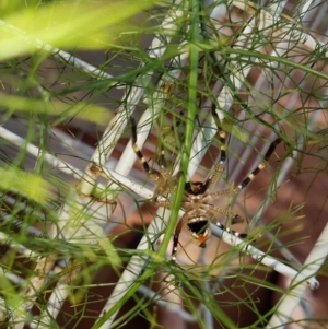 Neosparassus calligaster at Theodore, ACT - 2 Feb 2019