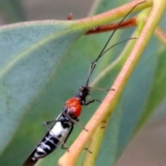 Rayieria basifer (Braconid-mimic plant bug) at Majura, ACT - 1 Feb 2019 by jbromilow50