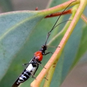 Rayieria basifer at Majura, ACT - 1 Feb 2019